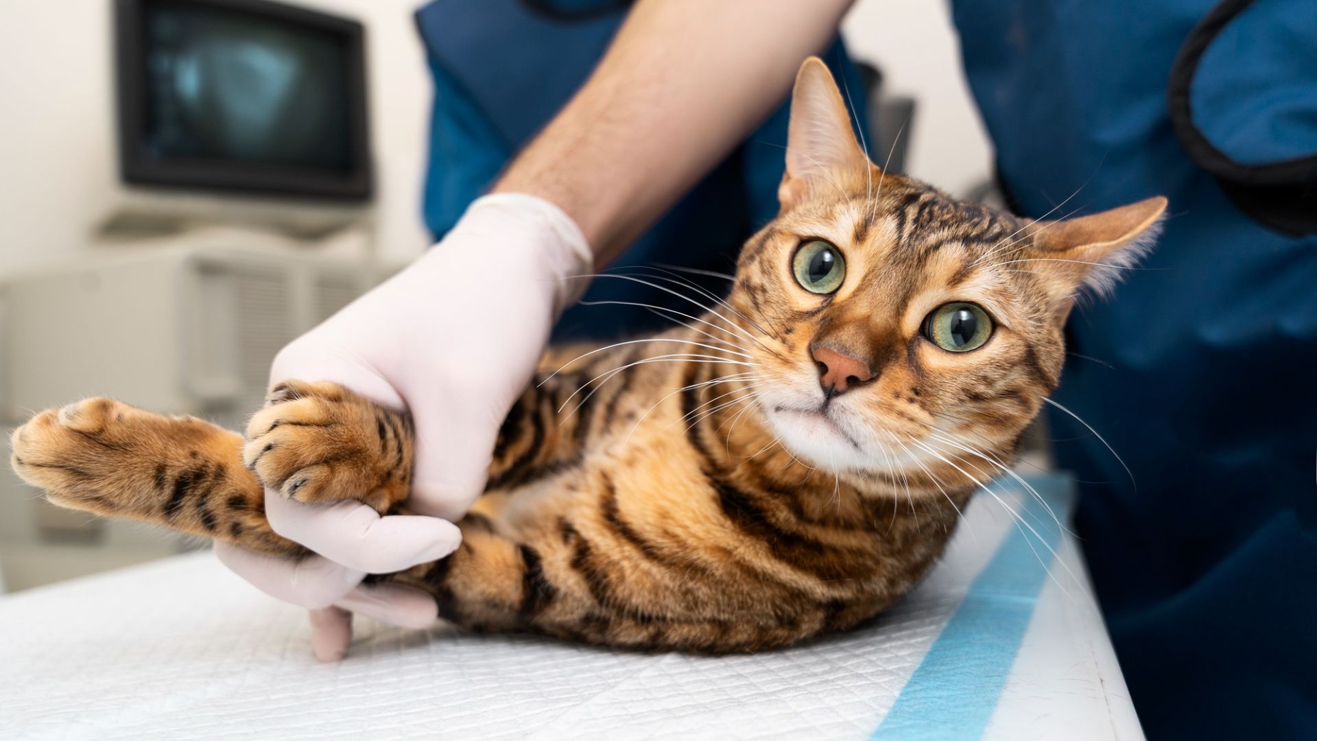 Vet Near Me Rockville MD ACHIEVE Veterinary Urgent Care Vet Near Me Rockville MD ACHIEVE Veterinary Urgent Care